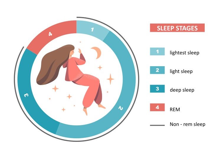 Different stages of sleep cycle